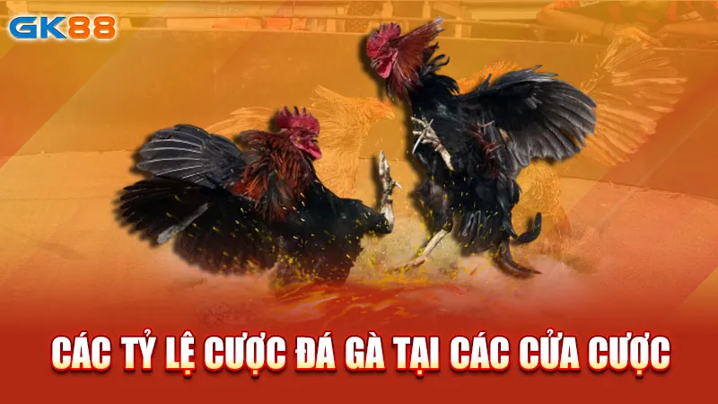 cac-ty-le-cuoc-da-ga-tai-cac-cua-cuoc-gk88_2_11zon