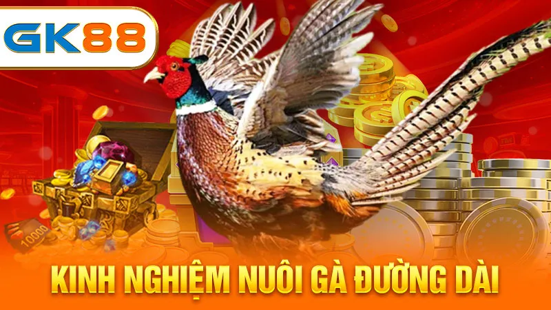 kinh-nghiem-nuoi-ga-duong-dai-gk88