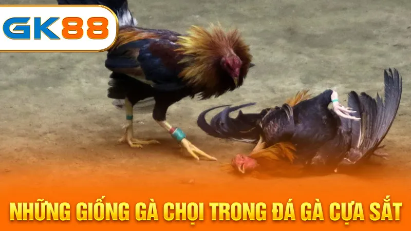 Những giống gà chọi trong đá gà cựa sắt gk88
