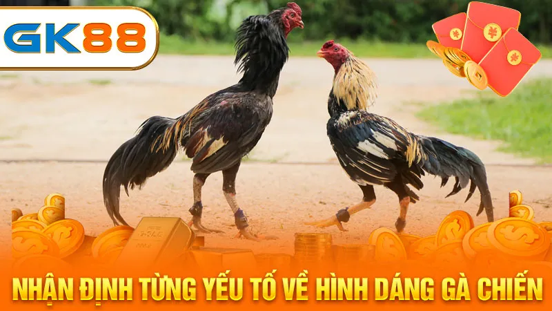 nhan-dinh-tung-yeu-to-ve-hinh-dang-ga-chien-gk88